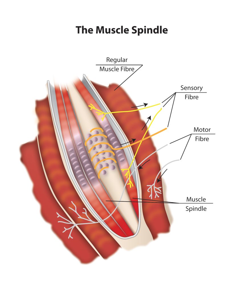 The Muscle Spindle